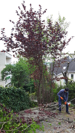  Irodaházak kertészeti munkái product image 1