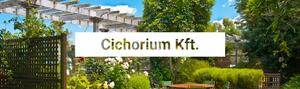 Cichorium  product image 1