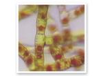 Acticide  LA 0614 product image