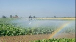 Agroázis Giampi Fixed rácskonzol product image