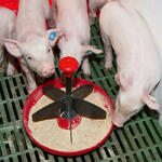 Bos-Plus Malacetető műanyag tál product image