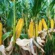 Infracont SGrain GII.  product image 1