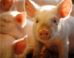 MAC Elektronikai rendszer product image 1