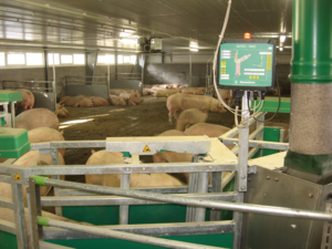 Intec Egyedi azonosításos kocaetető 60 kocára product image 2