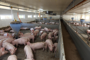 Stallprofi Hizlalda product image 2