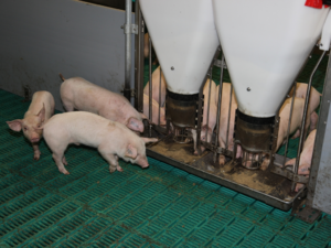 Stallprofi Etető, itató product image 3