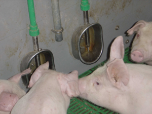 Stallprofi Etető, itató product image 4