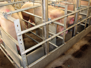 Stallprofi Etetés-itatás product image 2