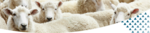 Agrifirm Bárány takarmány termékek product image