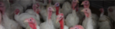 Agrifirm Pulyka takarmány product image