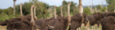 Agrifirm Strucc, emu takarmány product image