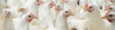 Agrifirm Heatstop - megoldás a hőstresszre product image