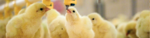 Agrifirm ProPer - A brojler takarmányozási program product image 1