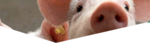 Agrifirm Cvita - védelem a streptococcus ellen product image 1