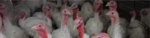 Agrifirm Pulyka takarmány product image 1