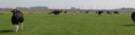 Agrifirm Vitalife Cow product image 1