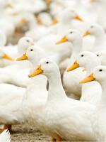 Orci-Feed OPTIMAL 6322 product image