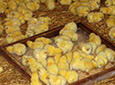 B&T Broiler KONC. product image