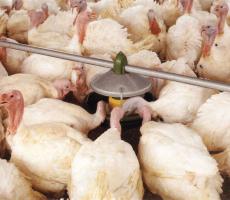 MJF Pulyka- és lúdetetők product image 2