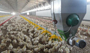 Sperotto CIP broileretető tányér product image 2