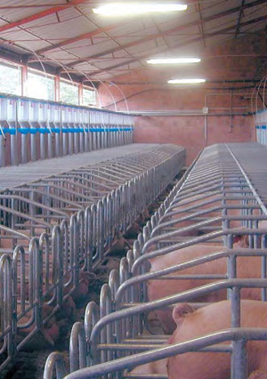 Mjf Kft. Korongos takarmánykietetés product image 1