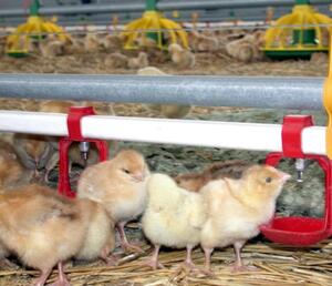 Szelepes önitató ajánlatkérés