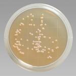 Thermo scientific Remel kontaktlemez steril triptikus szója agar lecitinnel, poliszorbát 80 (besugárzott) product image