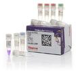 Thermo scientific High-fidelity pcr kit product image